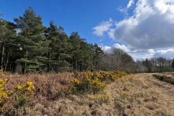 Trinity Hill Local Nature Reserve